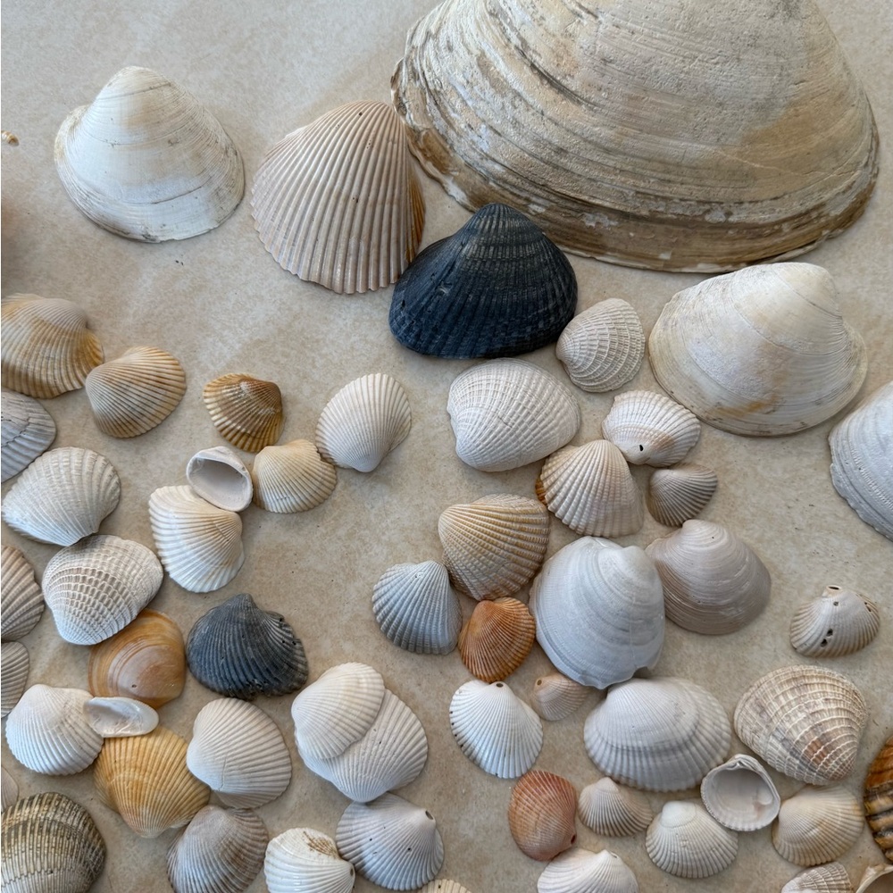 Seashell Collection - Picture 5 of 7